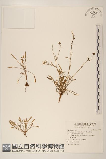 香茹藏品圖，第1張