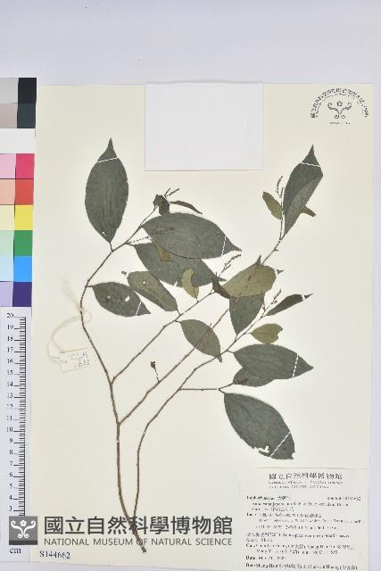 密花五月茶藏品圖，第1張