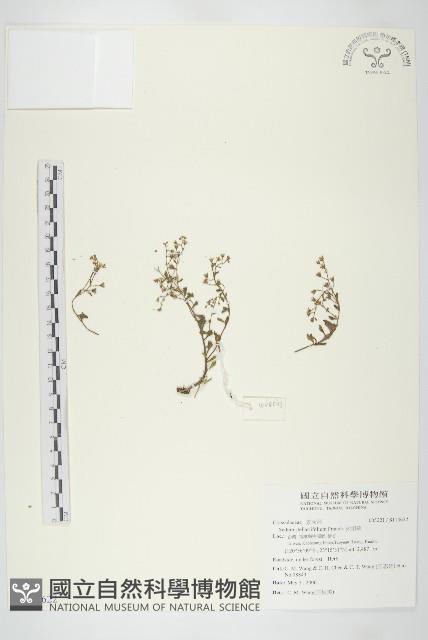 花蓼藏品圖，第1張