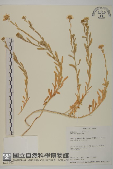 華南鐵桿蒿藏品圖，第1張