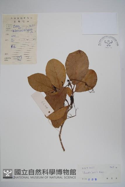 毛萼厚殼樹藏品圖，第1張