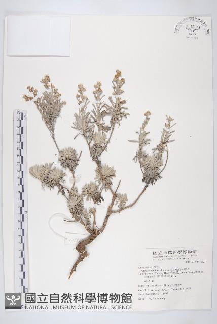 蘄艾、芙蓉菊藏品圖，第1張