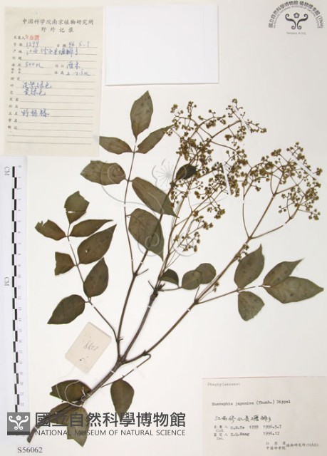 灰色木藍藏品圖，第1張