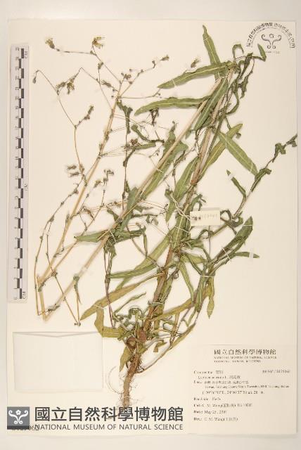 刺萵苣藏品圖，第1張