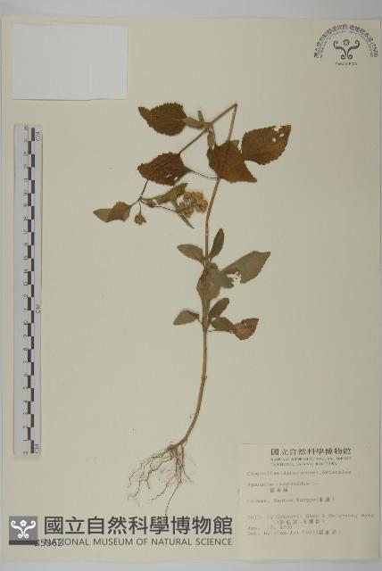 霍香薊藏品圖，第1張