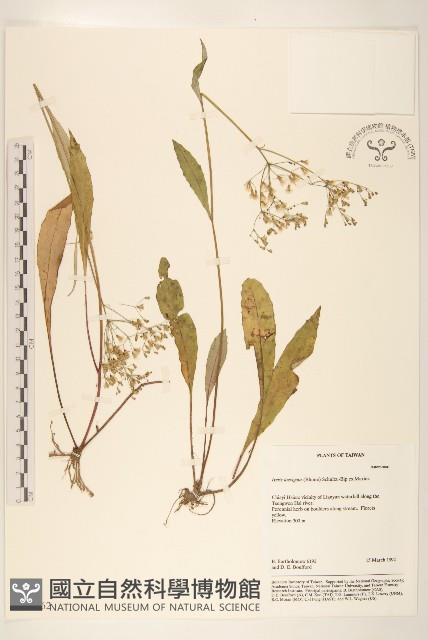 刀傷草藏品圖，第1張