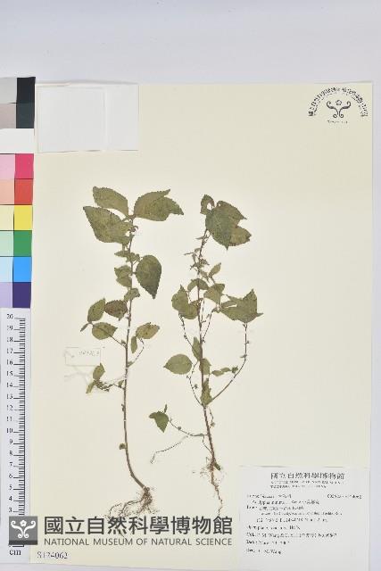 小葉鐵莧藏品圖，第1張