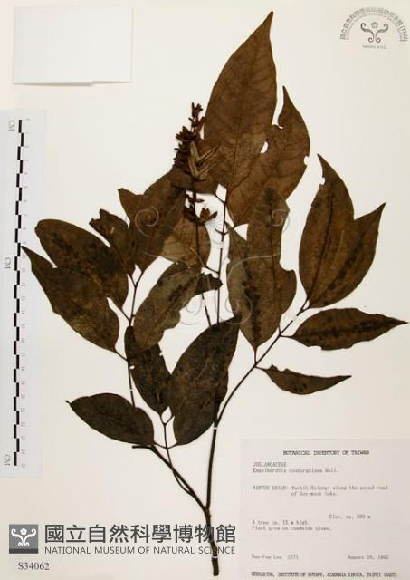 黃杞藏品圖，第1張