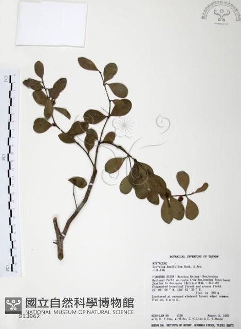 小葉赤楠藏品圖，第1張