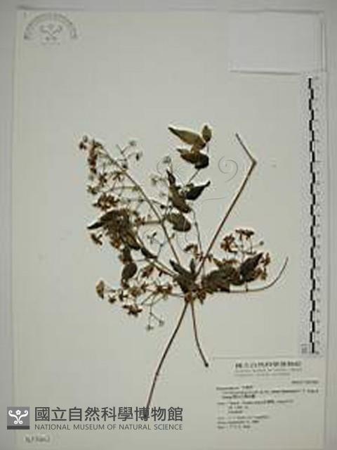 梨山小蓑衣藤藏品圖，第1張