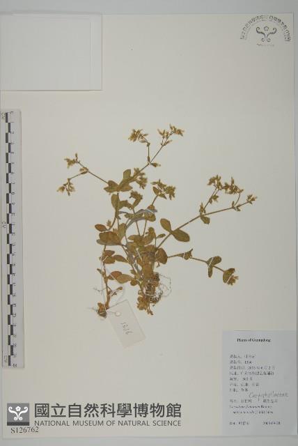 登錄號:S126762藏品圖，第1張