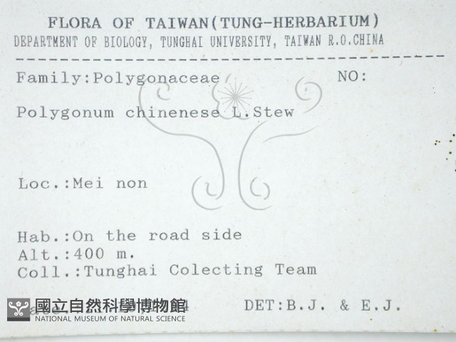 火炭母草、清飯藤藏品圖，第1張