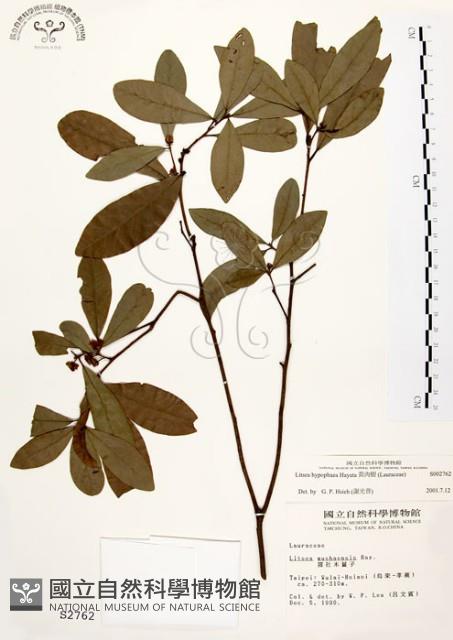 黃肉樹, 小梗木薑子藏品圖，第1張