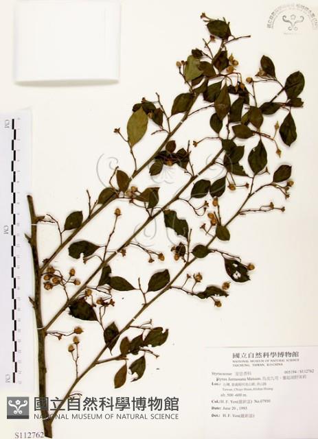 烏皮九芎、奮起湖野茉莉藏品圖，第1張