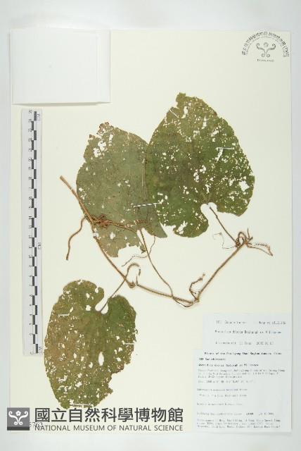 雲南木鱉藏品圖，第1張