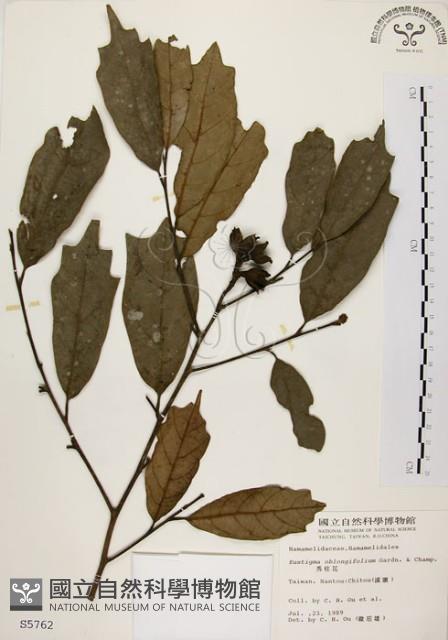 秀柱花藏品圖，第1張