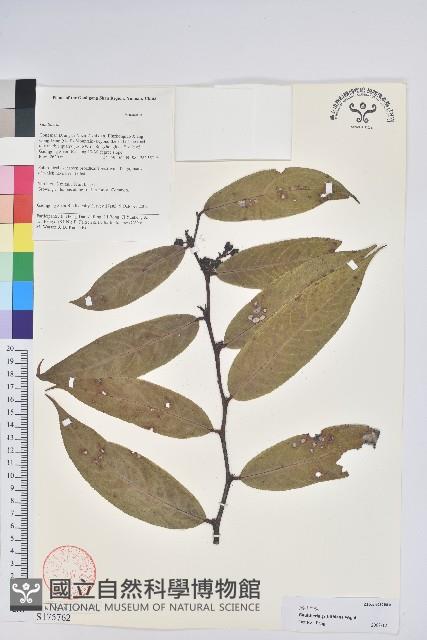 尾葉白珠藏品圖，第1張