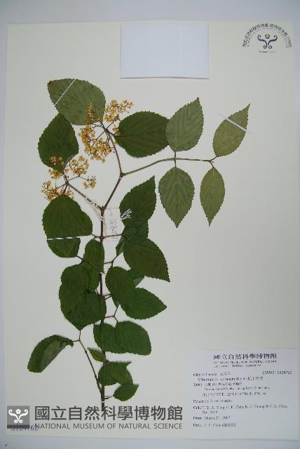 紅子莢迷藏品圖，第1張