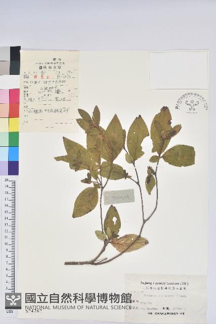 馬銀花藏品圖，第1張