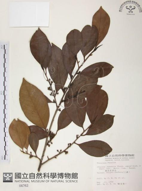 森氏紅淡比藏品圖，第1張