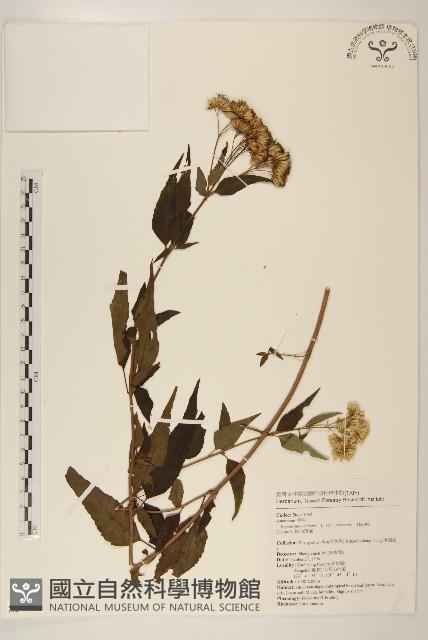 塔山澤蘭藏品圖，第1張