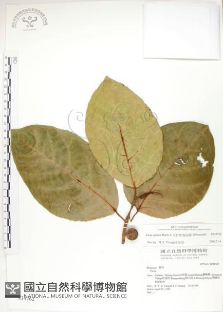 大冇榕、稜果榕藏品圖，第1張