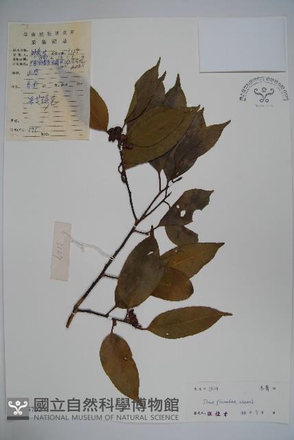 臺灣糊樗藏品圖，第1張