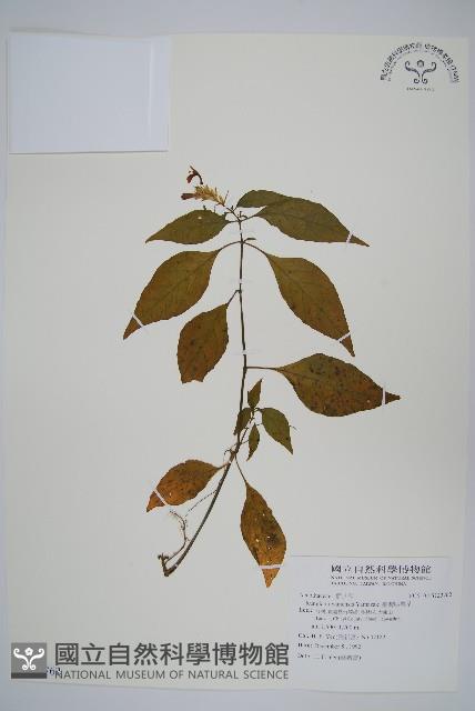 臺灣明萼草藏品圖，第1張