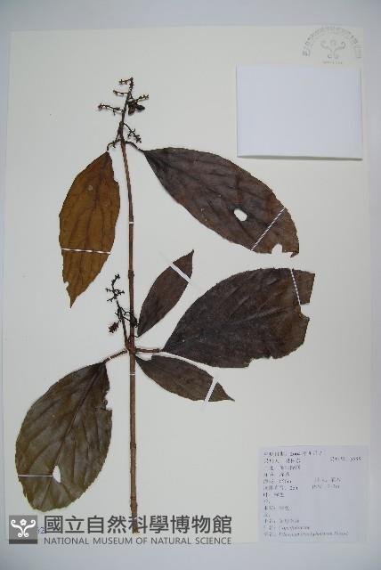 短序莢迷藏品圖，第1張