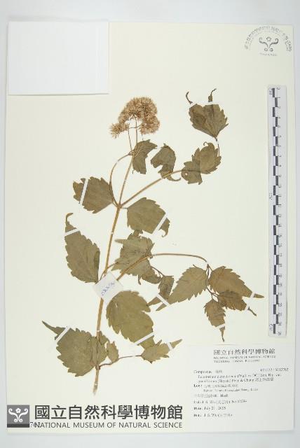 高士佛澤蘭藏品圖，第1張