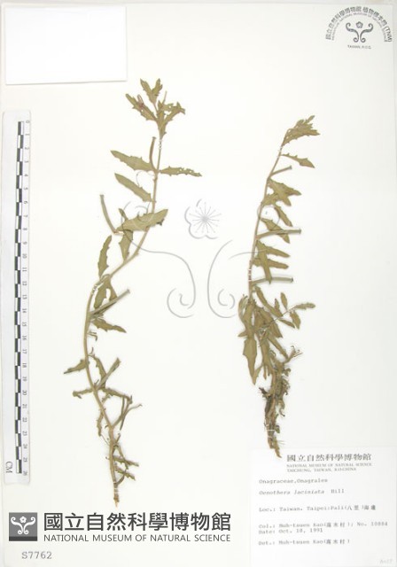 裂葉月見草藏品圖，第1張