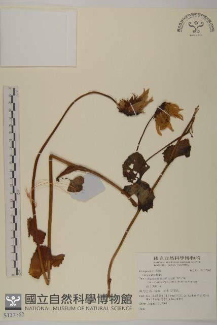 葉狀柄垂頭菊藏品圖，第1張