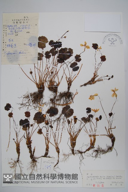 鮮黃連藏品圖，第1張