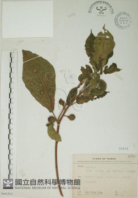 牛乳榕藏品圖，第1張