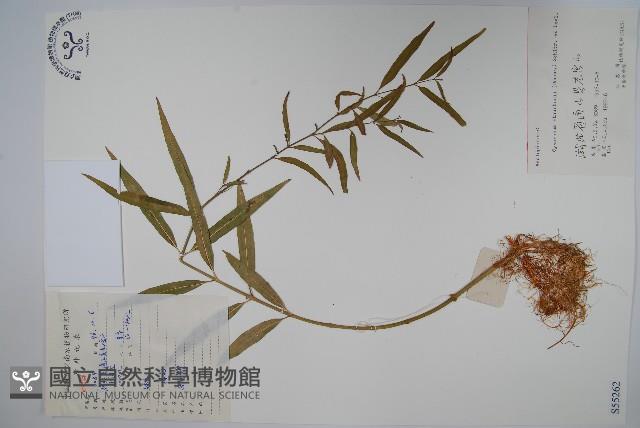 柳葉白前藏品圖，第1張