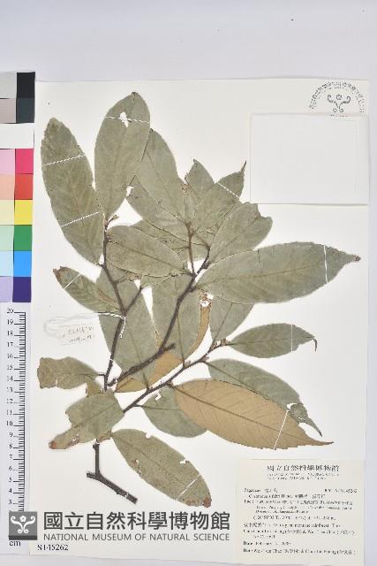 星刺栲、羅浮錐藏品圖，第1張