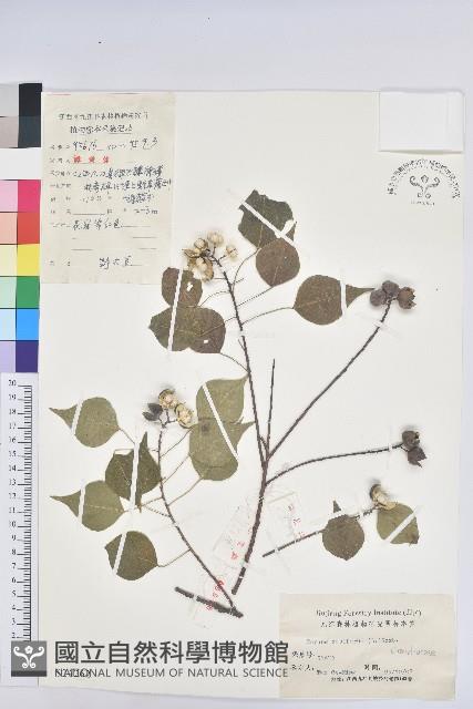 烏臼藏品圖，第1張