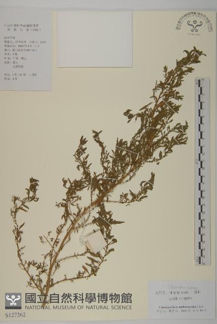 臭杏、土荊芥藏品圖，第1張