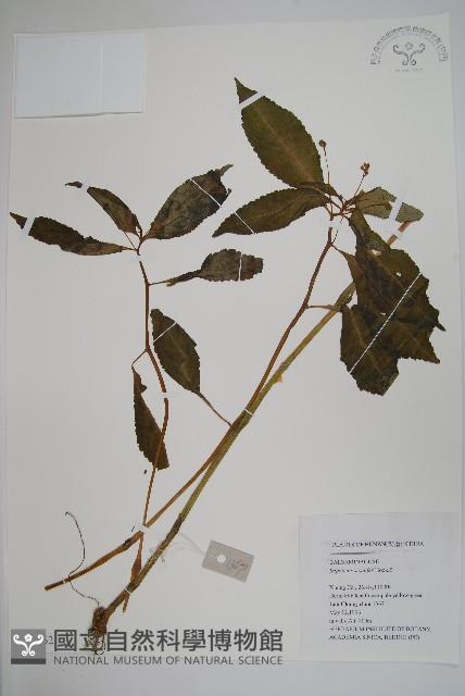 黃金鳳藏品圖，第1張