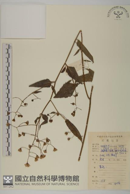 登錄號:S087262藏品圖，第1張