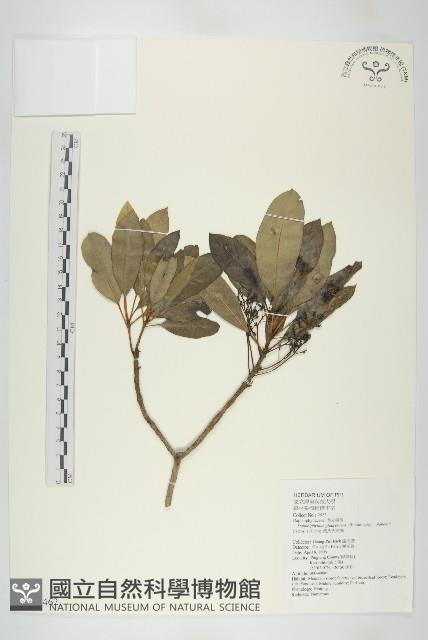 耿氏虎皮楠藏品圖，第1張