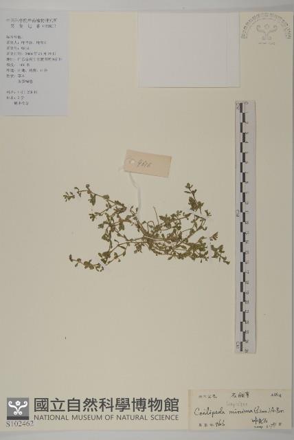 石胡荽、吐金草藏品圖，第1張