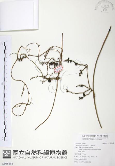 無根草藏品圖，第1張