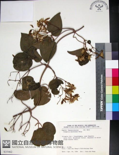 麥氏鐵線蓮藏品圖，第1張