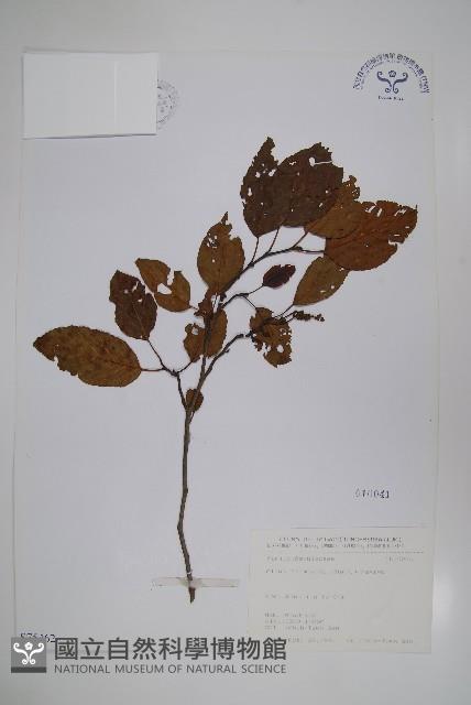 臺灣赤楊、臺灣榿木藏品圖，第1張