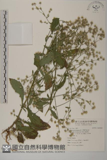 薄葉艾納香藏品圖，第1張