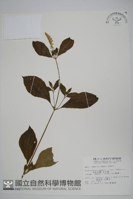 紫莖牛膝、台灣牛膝藏品圖，第1張