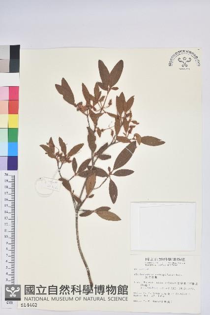 紅毛杜鵑藏品圖，第1張