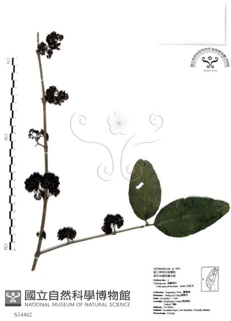 杜虹花，台灣紫珠藏品圖，第1張