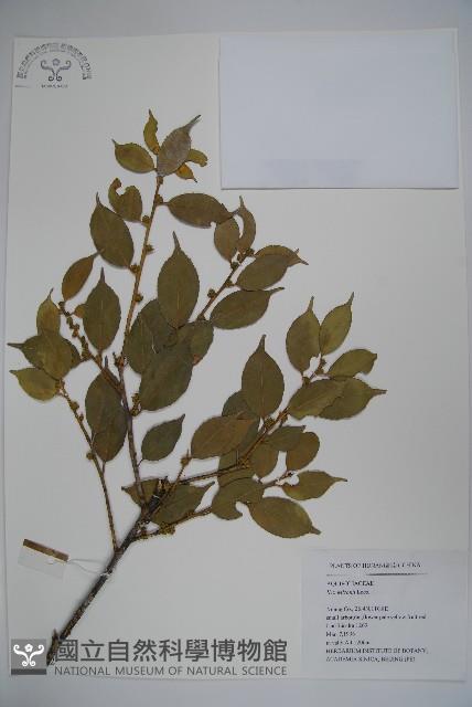 威氏冬青藏品圖，第1張